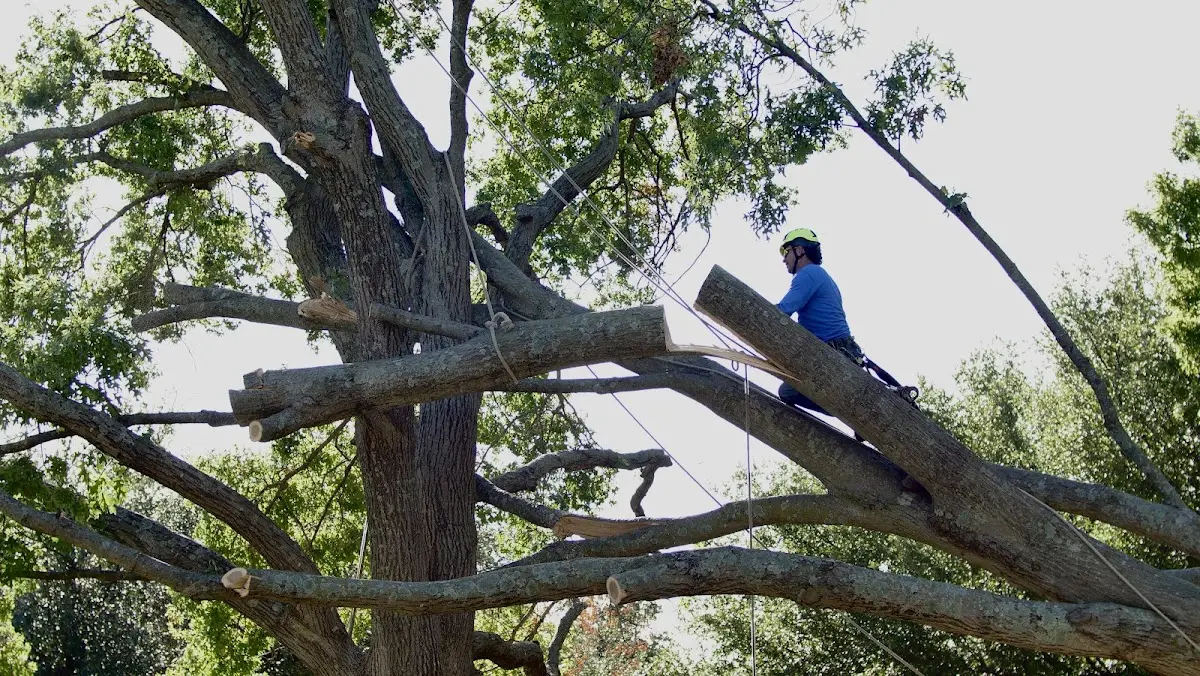 Professional Crown Thinning performed by certified arborists in Antimony