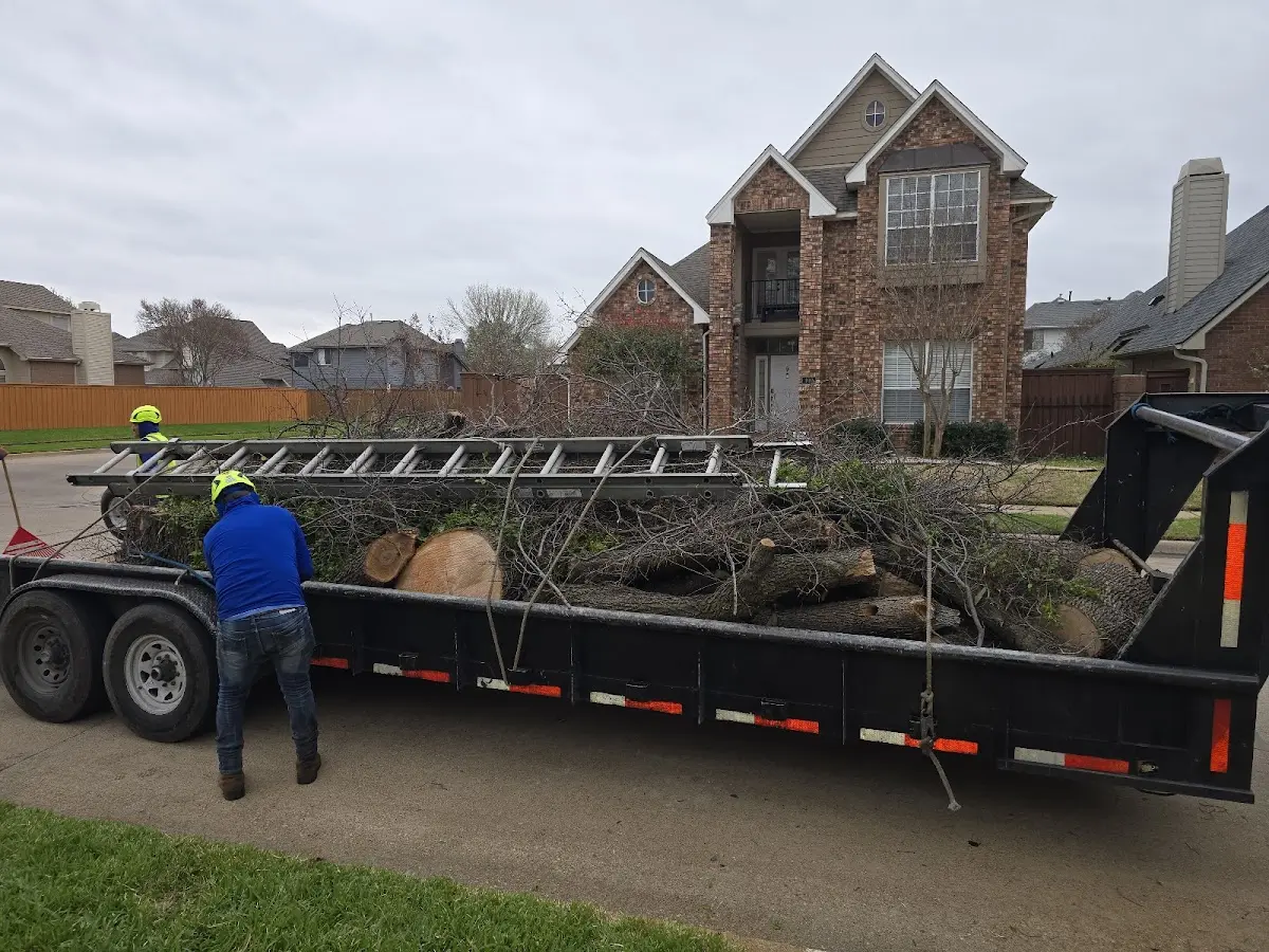 Expert Tree Pest Control with proper safety equipment in Antimony